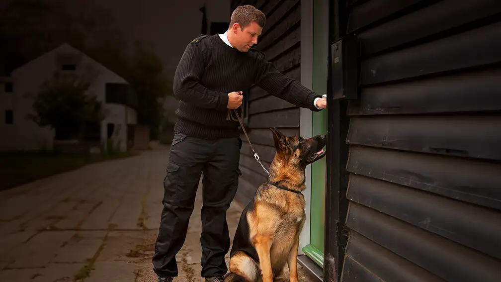 Security dog handler training building site canine companion in controlled environment.